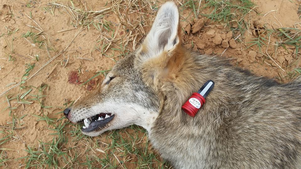 The "Vigilante" Predator Distress Call Red River Calls